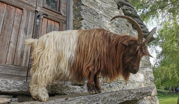 detention de petits ruminants - caprins