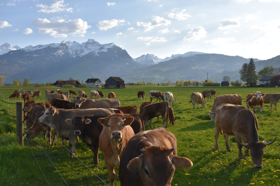Journee vaches allaitantes