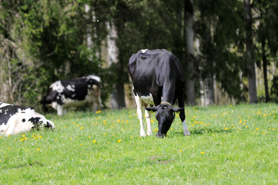 Journee vaches laitieres