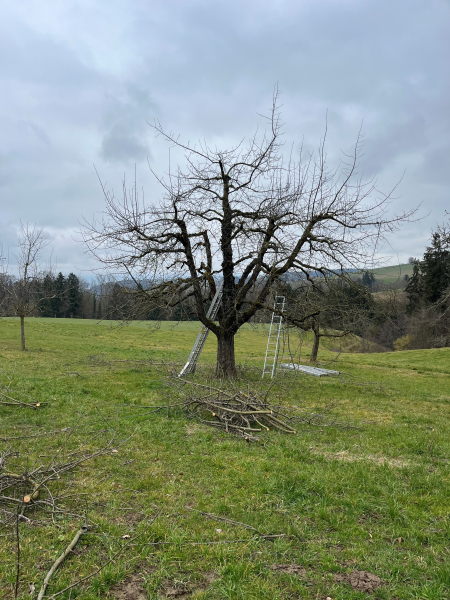 Schnitt von Obstbaumen fur Anfanger