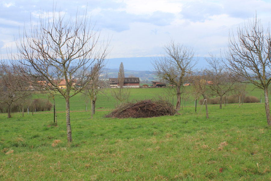 Schnitt von Obstbaumen fur Fortgeschrittene